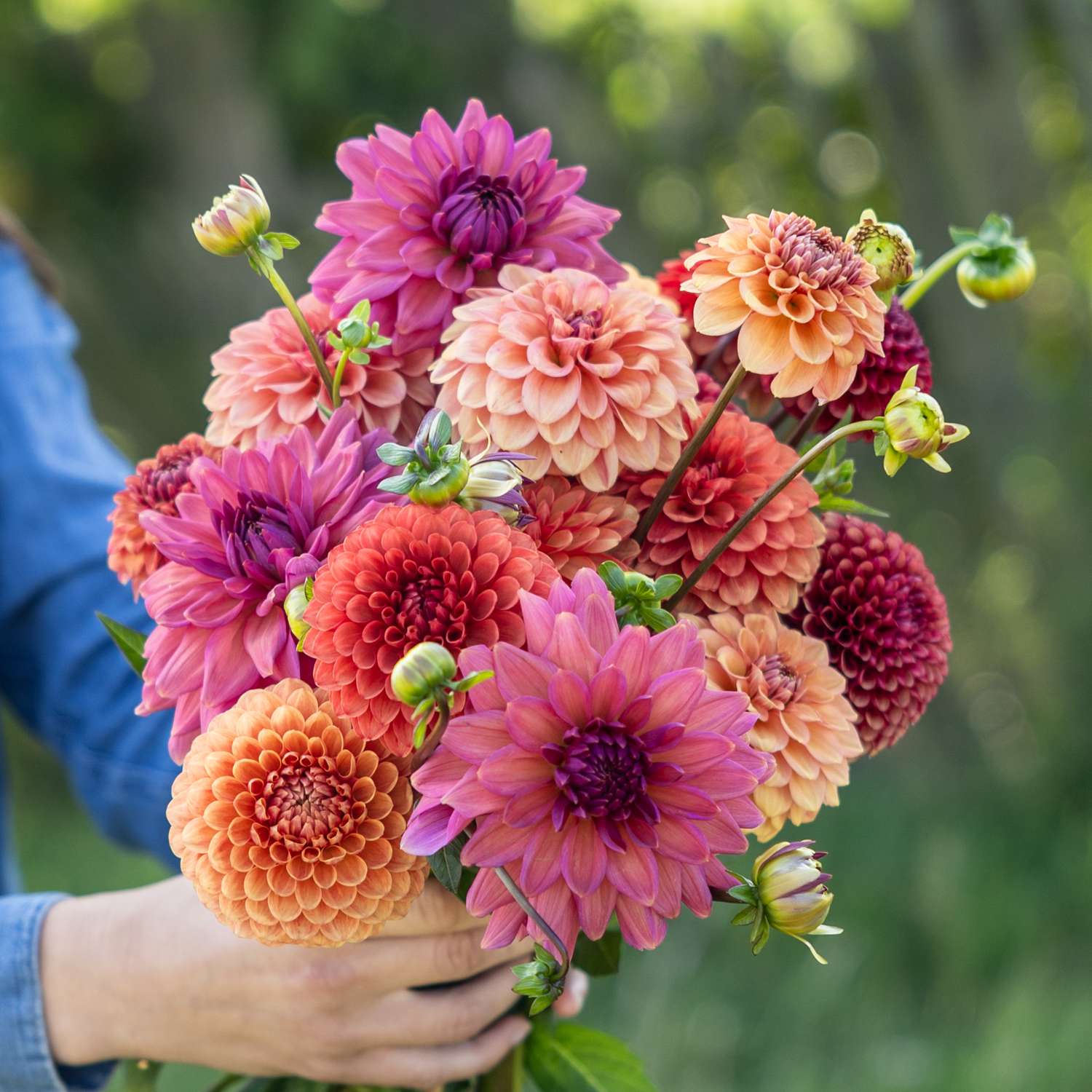 Mélange de dahlias 'Campari'